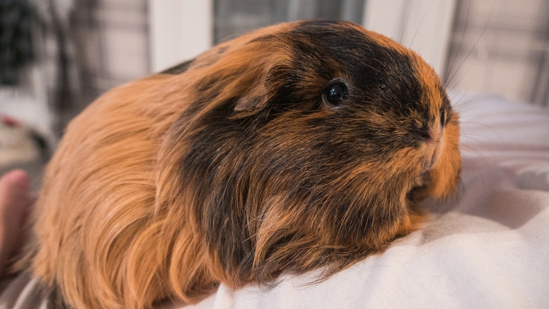 Texel Guinea Pig: The Fluffy and Adorable New Pet